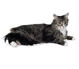Siberian Cat